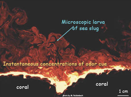 M. Reidenbach, "odors over a coral reef." Courtesy of Mimi Koehl.